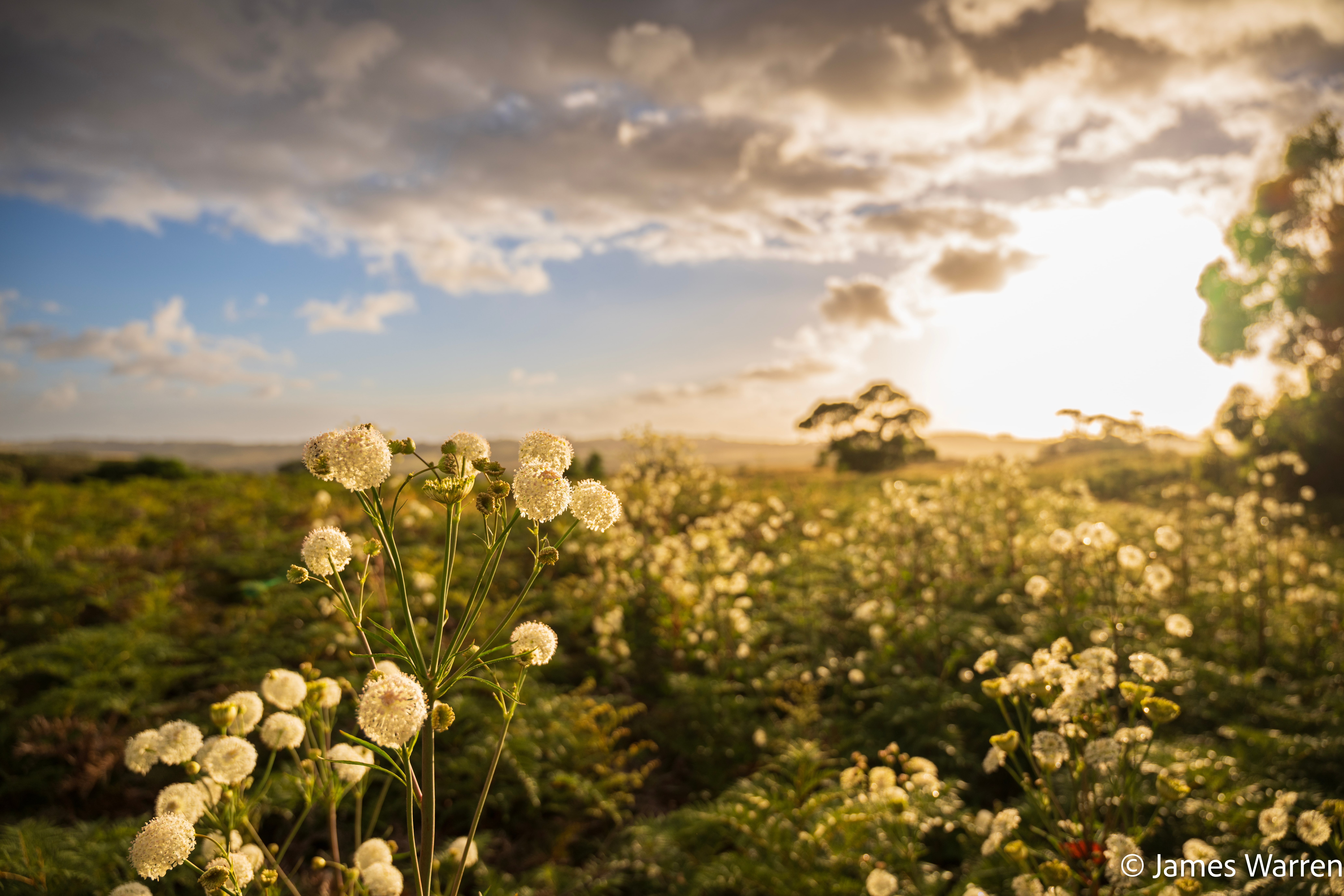 Back-catalogue photograph from Cape Schanck