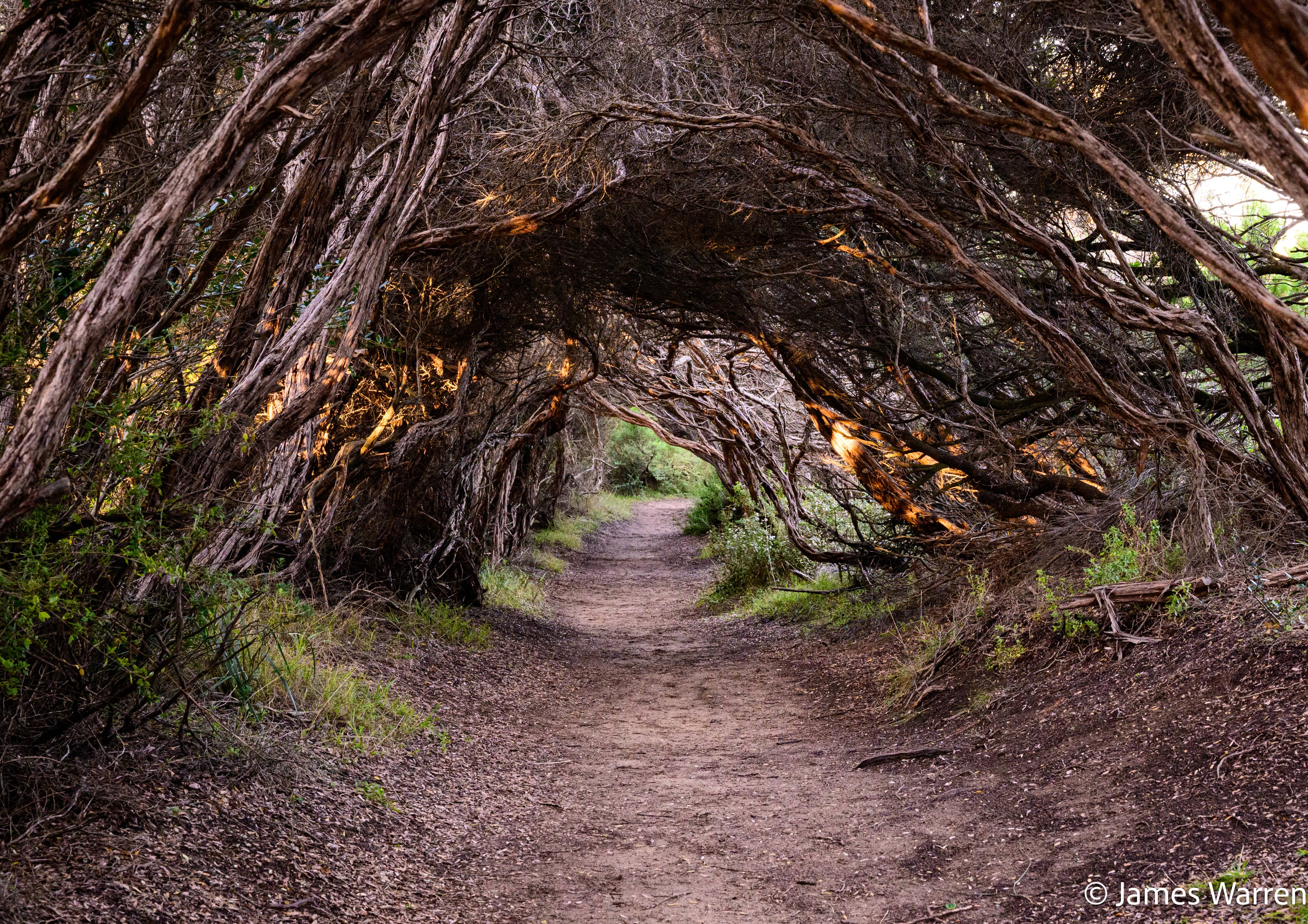 Back-catalogue photograph from Cape Schanck