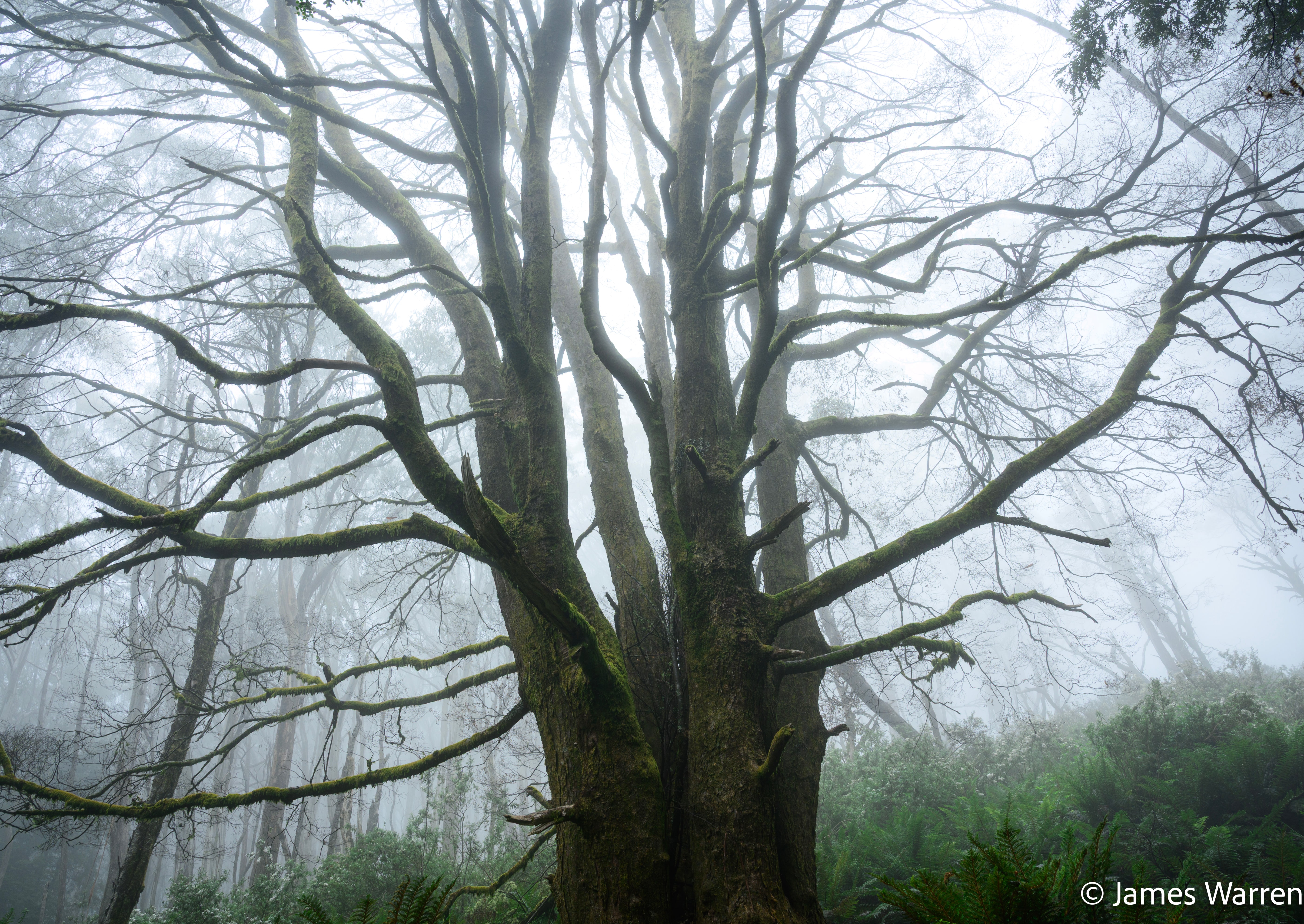 Back-catalogue photograph from Mount Donna Buang